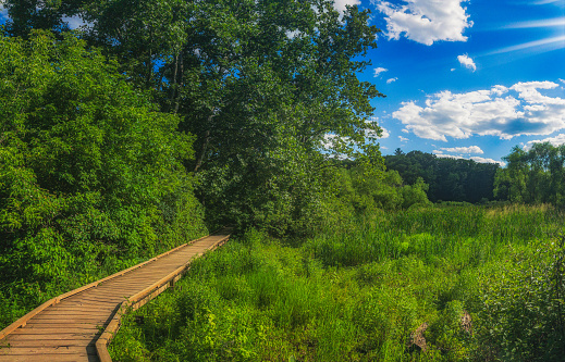 Wooden Boardwalk surrounded by  Nature in a Marsh Woodlands - Hendrie Valley, Burlington, Ontario