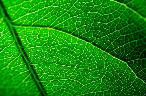 istock Close up of the veins on a leaf 1407116520