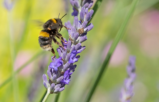 Bumble bee gathering nectar from a lavender flower.
