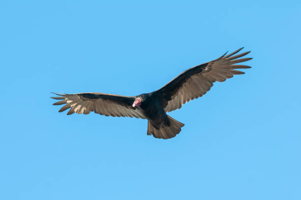 istock Turkey Vulture, ,planning in flight, Patagonia, Argentina 1407117061