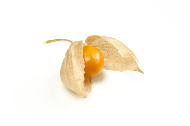 Single Peruvian groundcherry with leaves isolated on white background. Physalis peruviana