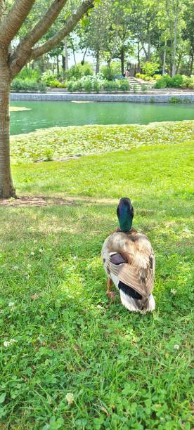 istock The duck on a mission 1407117422