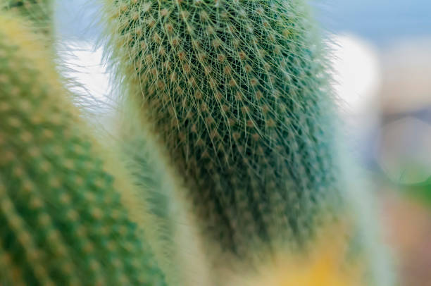 istock close-up, desert plants, succulents, cactus, spiny 1407120728