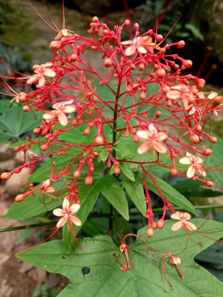 istock beauty of nature 1407122018