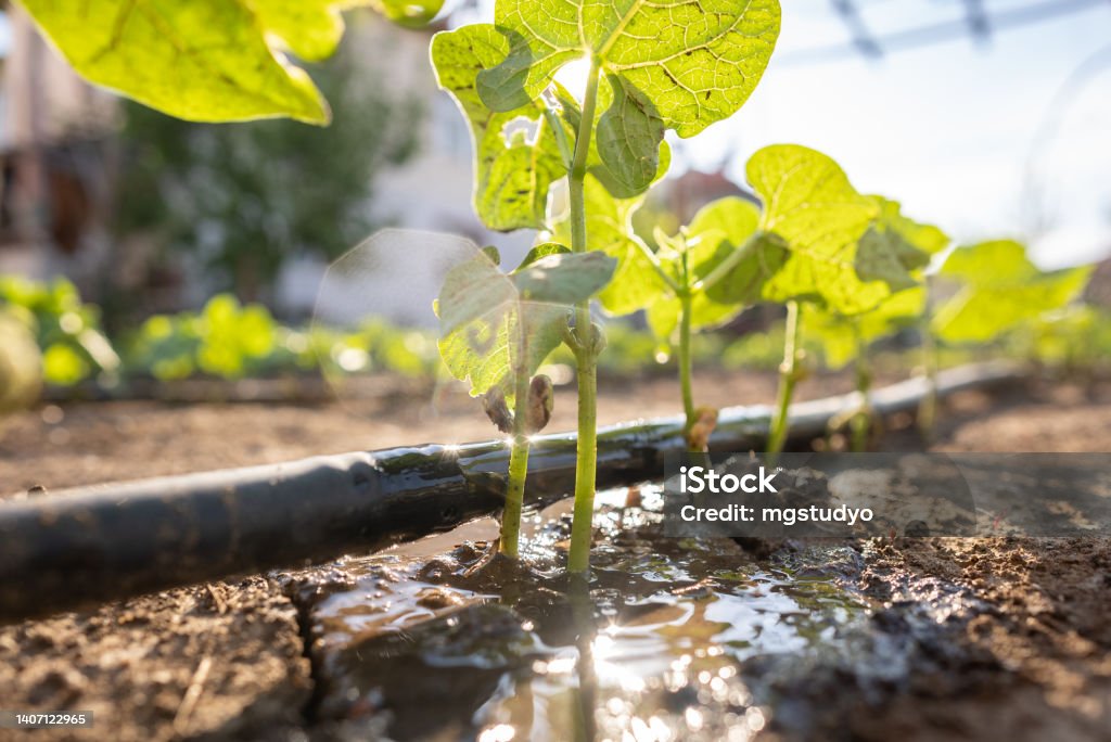 Green pepper seedling drip irrigation system with sunlight Irrigation Equipment Stock Photo