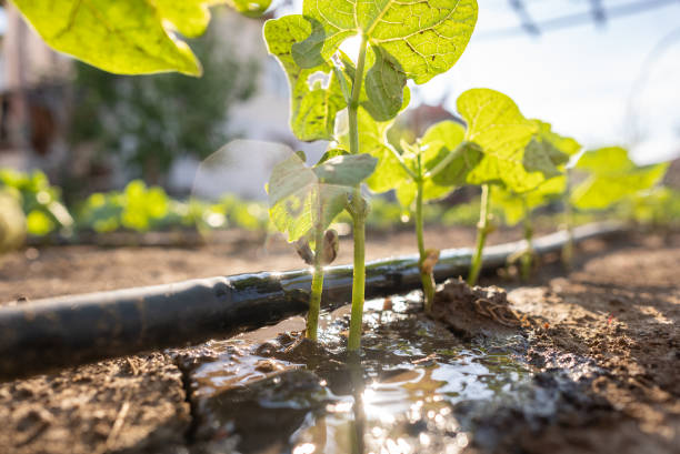 Green pepper seedling drip irrigation system with sunlight stock photo