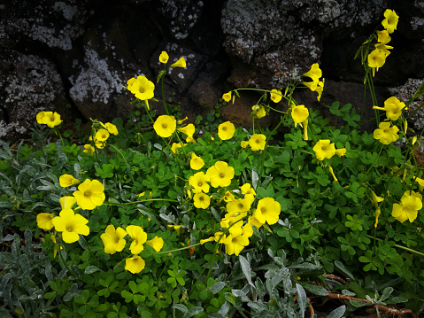 A close-up DSLR photo of Euphorbia epithymoides (cushion spurge) plant. View from above.