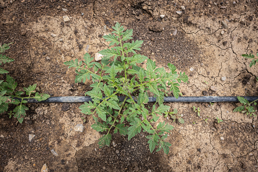 Tomato sapling in the agriculture field