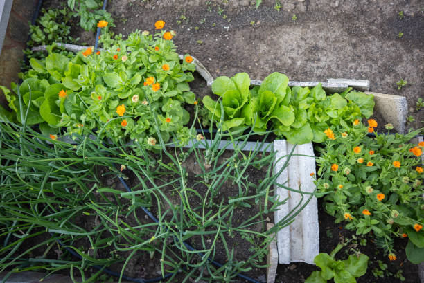 istock Various organic vegetables grown in the hobby garden 1407124629