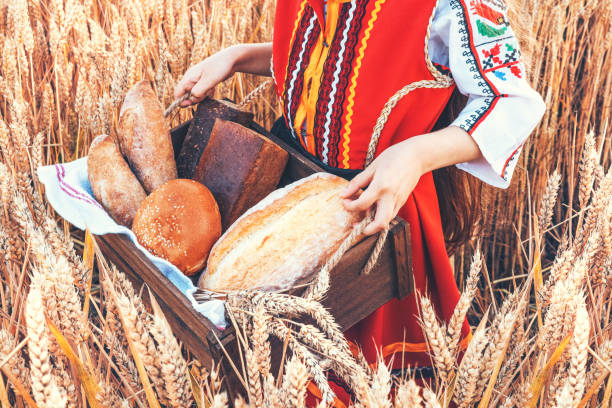 Beautiful girl woman in traditional Bulgarian folklore dress holding wicker basket with homemade breads in wheat field stock photo