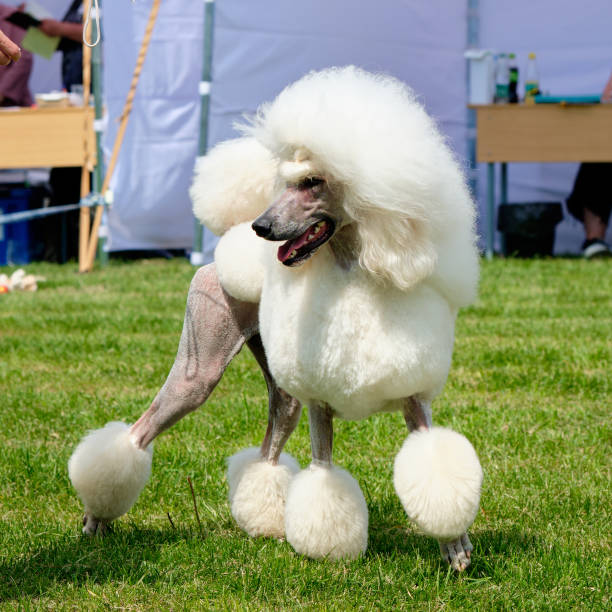 istock White Royal Poodle close-up on the grass 1407125075