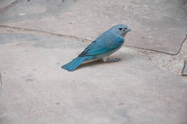 A wonderful blue and gray Sayaca Tanager, resting on a wall close to fruit trees on a backyard, on an Autumn day
