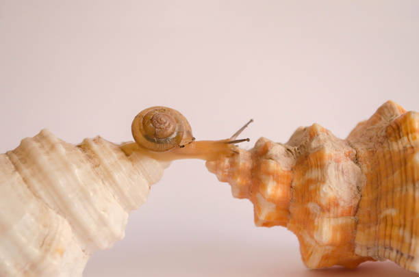 istock snail strolling on top of the shells 1407125896