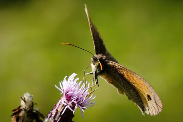 istock Macro of a butterfly on a flower 1407126032