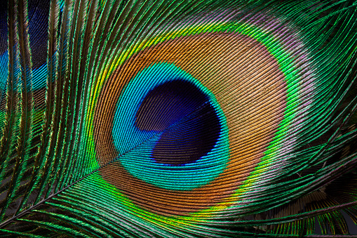 Textura macro de pluma de pavo real photo