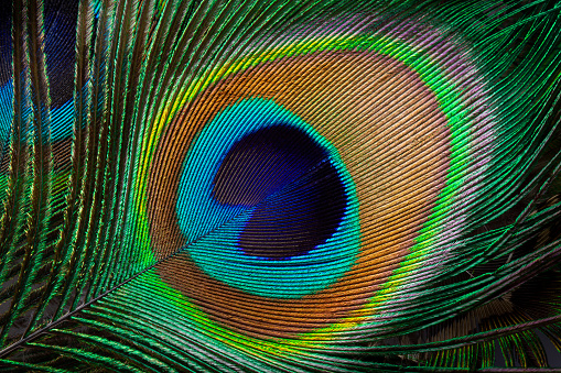 Background with peacock feather macro texture, multicolored