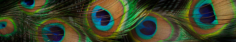 Background with a group of colored peacock feathers, macro