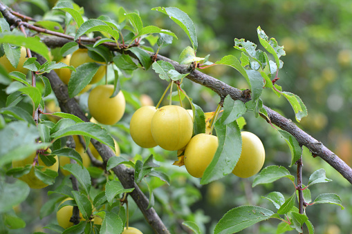 On the branches of the tree ripen fruits of plums (Prunus cerasifera).