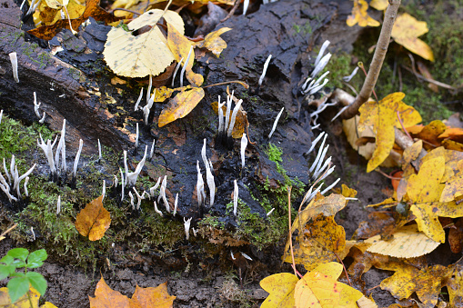Wild ascomycete fungi Xylaria hypoxylon grow in the forest