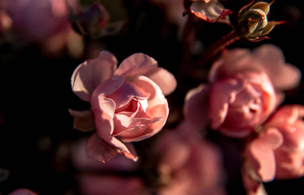 istock desktop wallpapers. beautiful floral background. delicate peach-colored flowers on a dark background 1407128241