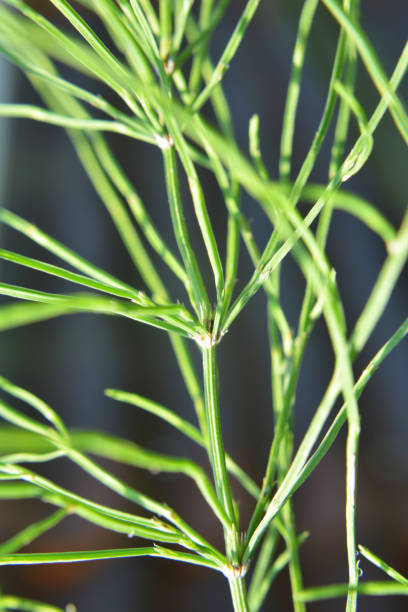 istock Horsetail field (Equisetum arvense) grows in nature. 1407130526