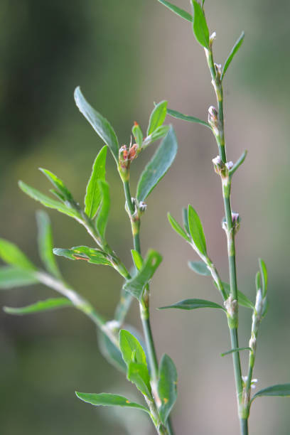istock In spring, the green grass Polygonum aviculare grows 1407130557