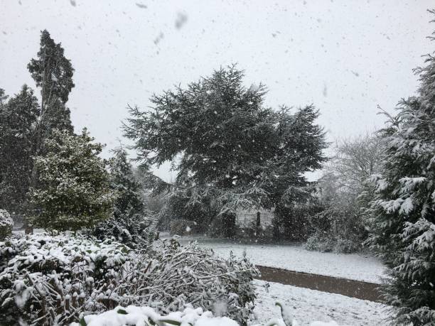 istock Blue atlas cedar - Tree in the snow 1407132078