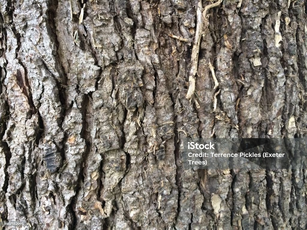 Blue atlas cedar - Bark / trunk The bark / trunk of Blue atlas cedar (Cedrus atlantica 'Glauca') in March Beauty In Nature Stock Photo