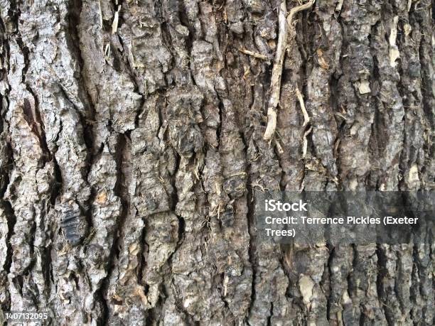 Blue Atlas Cedar Bark Trunk Stock Photo - Download Image Now - Beauty In Nature, Color Image, Coniferous Tree
