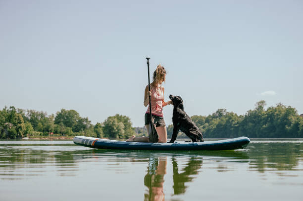 frau, die ihrem labrador retriever beibringt, sich auf einem sup-board wohl zu fühlen - bonding horizontal surfing surf stock-fotos und bilder