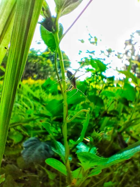 Unfamiliar insects with long legs and antennae that are longer than the body.\n\nEcosystems that are still well maintained make the scenery look very beautiful and cool and the sun's rays are quite suitable to warm the bodies of the living creatures in this forest.
