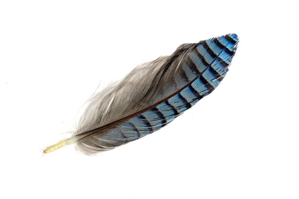 istock blue with black striped jay feather on white isolated background 1407133530