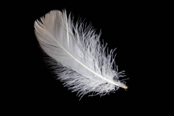 istock white feather of a goose on a black background 1407133550