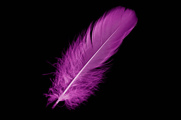 istock violet feather goose on a black isolated background 1407133552