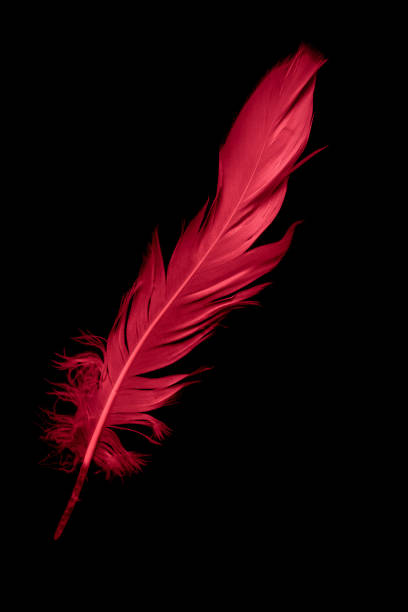 istock a red goose feather on a black isolated background 1407133561