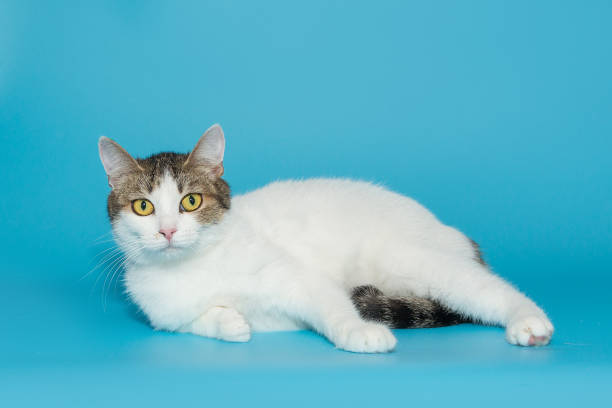istock Tricolor beautiful cat with yellow eyes 1407133997