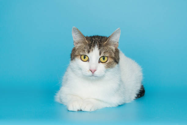 istock Tricolor beautiful cat with yellow eyes 1407134019