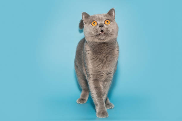 Grey British cat with yellow eyes looks up stock photo