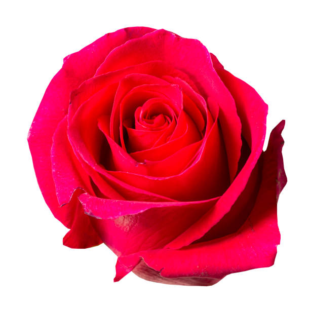 istock Beautiful red rose bud isolated on white background 1407135538