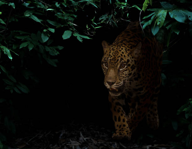 istock jaguar in tropical rainforest at night 1407135706