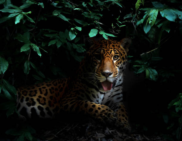 jaguar in tropical rainforest at night