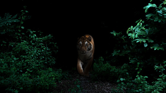 tiger in tropical rainforest at night  dark background