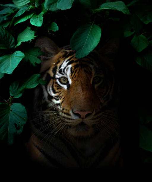 istock tiger in tropical rainforest at night 1407136267