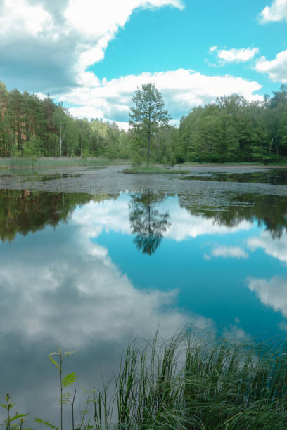 pequeño lago en el bosque durante el verano. reflejos del cielo en el agua - forest pond landscaped water fotografías e imágenes de stock