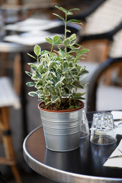istock Potted plant on the table outside a cafe in Paris 1407136876