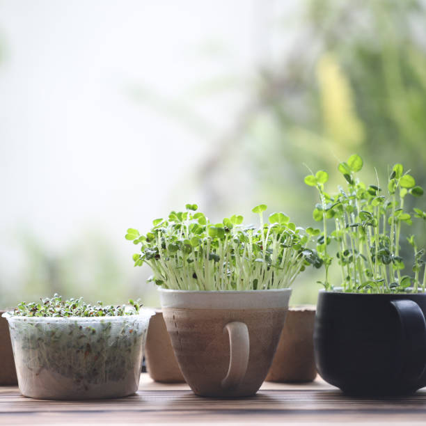 istock tomiao Kaiware and Alfalfa sprout growing indoor vegetable planting 1407137726