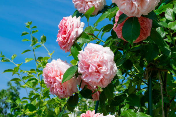 istock Pink climbing rose against the blue sky 1407137819