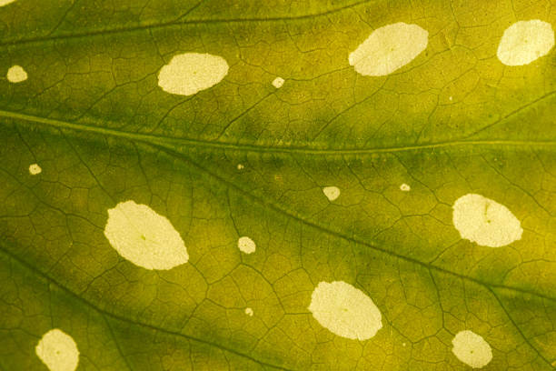 plants details