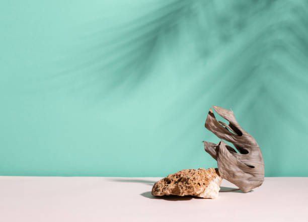 istock Abstract modern podium dry plant and stone, blue menthol empty background deep shadows from plant 1407138518