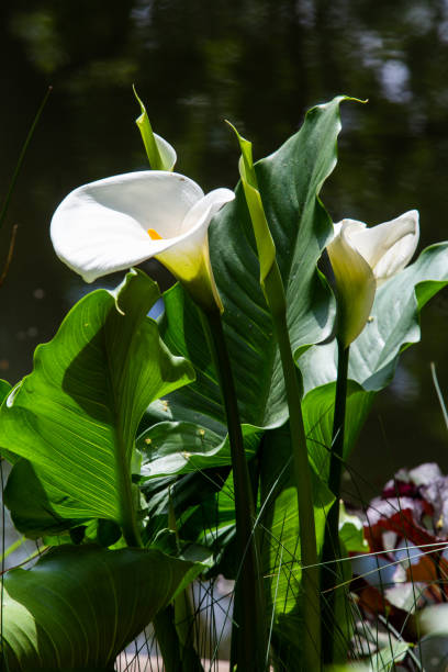 istock Fantastic Calles flowering in park Monceau , Paris 1407138766